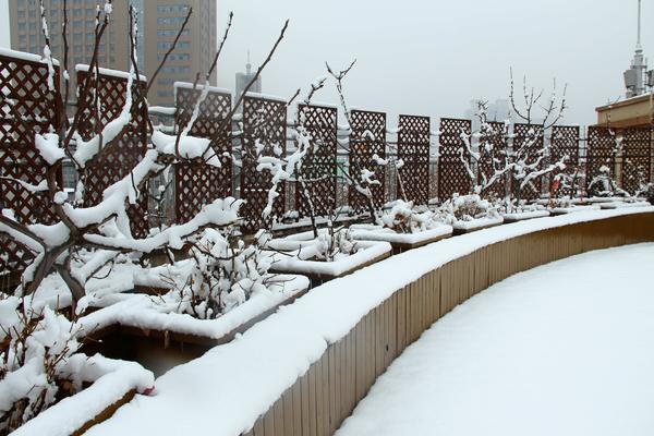 鄭州49中雪景 (4)