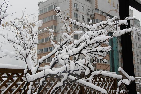 鄭州49中雪景 (5)