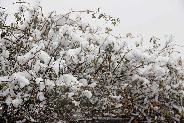 鄭州49中雪景 (8)